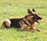 Adestramento de cães em Umuarama